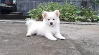 Indian Spitz || Indian Spitz puppy || puppy video