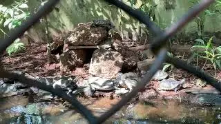 Crocodiles and Tortoises at Pilikula biological Park, Mangalore, Karnataka,India