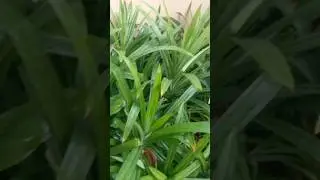 Basmati leaves plant # my home# Garden# Biryani # leaves