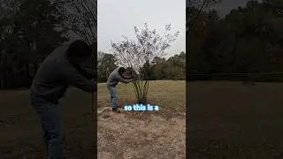 Trimming Crepe Myrtle ASMR