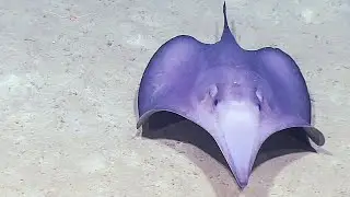 Facts: The Sixgill Stingray (A Stingray Unlike Any Other)
