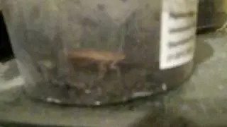 dancing shelfordella tartara
