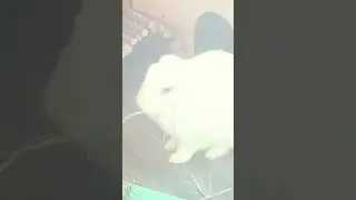 Baguettes Adoption Video - Baby Blue Bee Bunnies Rabbit Rescue Scotland Adopt