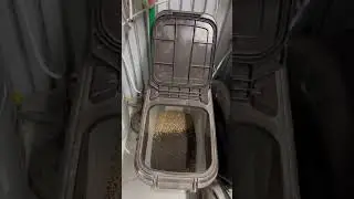 Preparando la mezcla de alpiste de los canarios