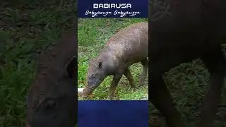 Tingkah laku babirusa #shorts #short #babirusa #babi #boars #wildboar
