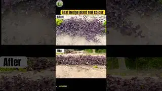 Best hedge plant red colour #hedge #lalshaplant #youtubeshorts #plant