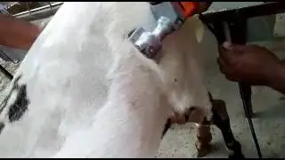 Goat hair cutting machine