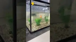 My #Aquarium #goldfishfood #goldfishaquarium #goldfish