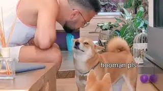 Hooman is AMGERY at Shiro again!