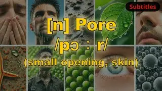 [n] Pore meaning (small opening, skin) with 5 examples