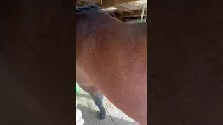 Quercetin: A natural anti-inflammatory and anti-histamine supplement for horses
