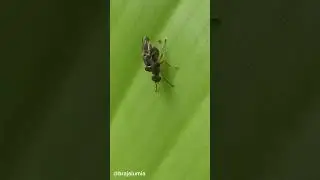 Watch Flies Reproduce Up Close #nature #insects #yshorts