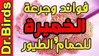 جرعة الخميرة للحمام والطيور ، فوائد الخميرة للحمام والطيور