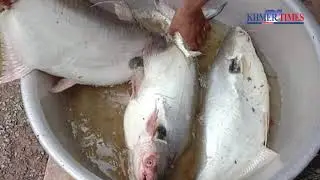 Hundreds of fishes die in toxic polluted river