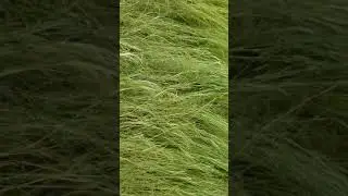 About Teff
