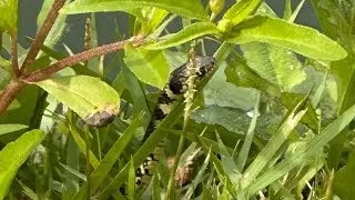 Apareceu uma cobra na chácara !! Pesquei com isca viva