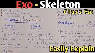 Exoskeleton | Exoskeleton Structure | Epicuticle | Procuticle | Ecdysis Moulting | Class 12 (Urdu)