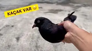 KAÇAĞIN BİLE ARAPI GELİYOR 😂 DÖNÜŞLÜ KAÇAK YAKALADIM - Kaçak Güvercin Yakalama
