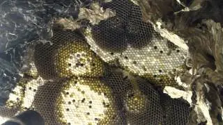 Beekeeper VS Yellow Jackets