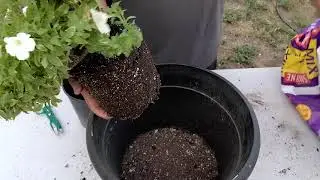 Repotting and Trimming a Firefly Petunia