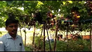 PM Biotech Product Results for 100% Organic Grape production