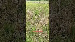 on the trail: let's get into the marsh lands