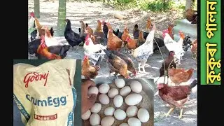 Local chicken egg profit || Assam Agro Channel ||  দেশি মুরগী ডিমাত লাভর পরিমাণ Call 9101180513