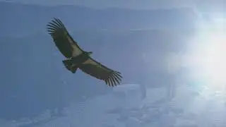 Condor Release at Vermillion Cliffs
