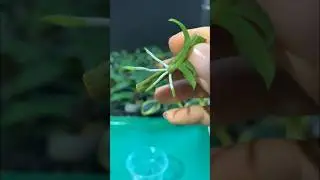 Orchid easy Propagation #gardening #plants #flowers