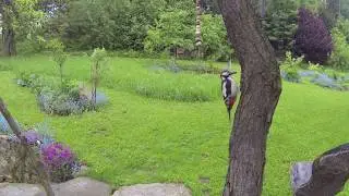 Orličky in Motion 7 (The Flight of a Male Great Spotted Woodpecker)