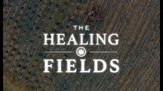 Vermont Pure CBD  Healing Fields
