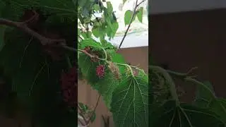Mulberry abhaaa mulberry chustey mouth  nundi lala jalam uruthundi abhaa full sweet nku aithe .💕💕
