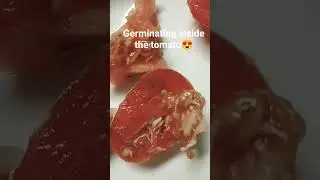 Asi germinan las Semillas adentro del Jitomate 😍