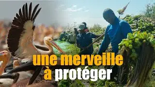 Tr&eacute;sors et d&eacute;fis du Parc National des Oiseaux du Djoudj, S&eacute;n&eacute;gal
