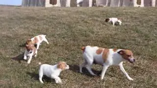 Jack Russell Puppies For Sale