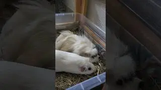 Fuel - Heavy Wheek Metal - 12 #metal #rock #music #heavywheekmetal #guineapig #food #fyp