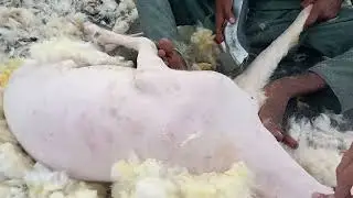 Dhumba Hair Cutting |Sheep Hair Cutting | Animals Hair Cutting Market ?