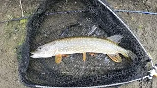 Fishing the Des Plaines River for Northern Pike, Smallmouth Bass, and other Species