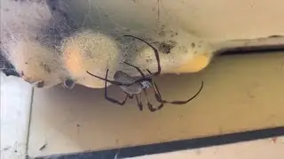 Mother SPIDER