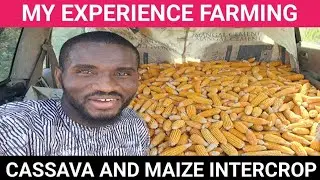 My Experience With  Small Scale Cassava - Maize Intercrop  Farming in Nigeria