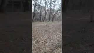 Сегодня + 17  за окном ! 11  января