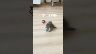 Tiny Kitten&rsquo;s Big Meow 🗣️ Wow!