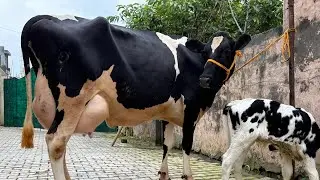 Top quality HF cows at low rates || new stock available for sale 