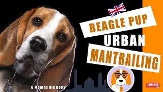 Beagle puppy Mantrailing in the UK (Urban)