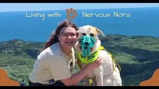 Learn about Nervous Nora, a reactive dog, and her adventures with Golden Dog Adventure Co.