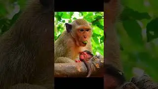 Congratulation! Newborn baby monkey!! #jane #tasana #janet