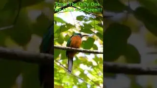 The Only Great Jacamar We Have Ever Seen! #birds #wildlife #nature #wildlifephotography #panama