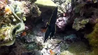 Let&rsquo;s Dive at Mataking