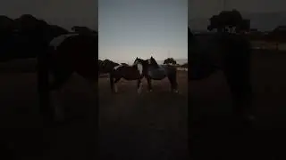 My Horses Mutually Grooming at Dawn #Shorts #HorseGirl #Horses #Percheron #Warmblood #Mare