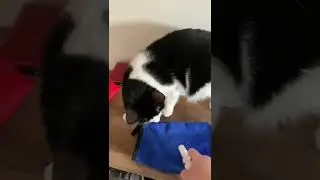 Allerpet Cat Allergy Relief | Cat Must Haves | Cat Dander Remover #shorts